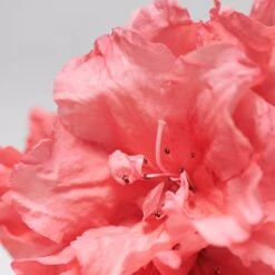 BABOR SKINOVAGE Moisturizing Foam Mask 75 Ml -Babor 12102302 2