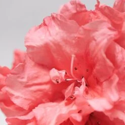 BABOR SKINOVAGE Calming Serum 30 Ml -Babor 12102303 3