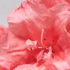 BABOR SKINOVAGE Rejuvenating Face Oil 30 Ml -Babor 12102321 3