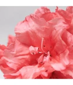 BABOR Skinovage Moisturizing Serum Gesichtsserum 9 BABOR Skinovage Moisturizing Serum Gesichtsserum -Babor babor skinovage moisturizing serum gesichtsserum 30 ml 4015165359531 visual